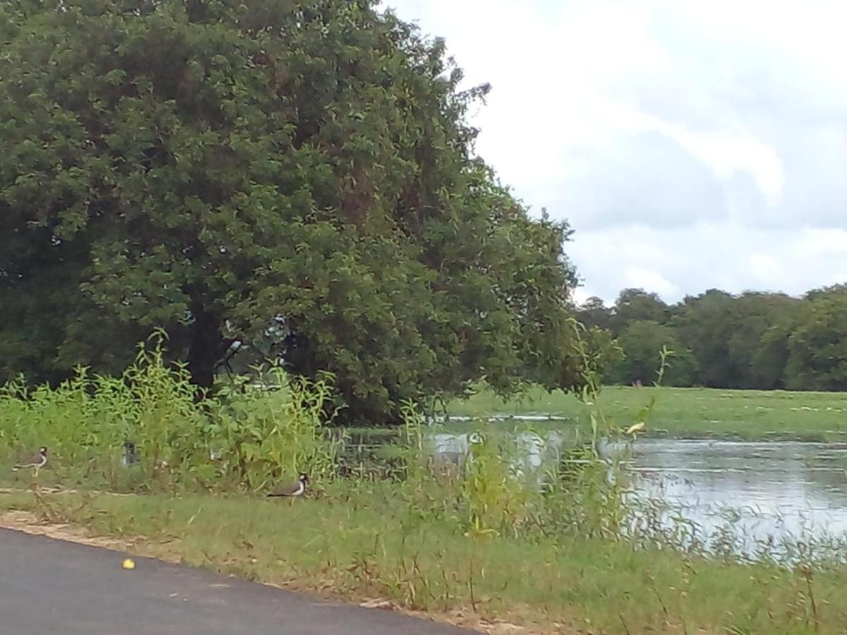 Lake Edge Dambulla Eksteriør bilde